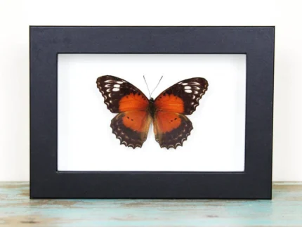 The Fiery Lacewing Butterfly