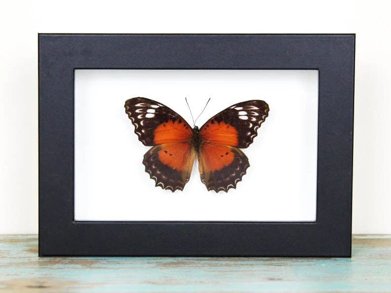 The Fiery Lacewing Butterfly