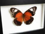 The Fiery Lacewing Butterfly