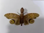 Lantern-Fly-in-a-Black-Frame