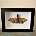 Lantern-Fly-in-a-Black-Frame