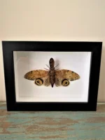 Lantern-Fly-in-a-Black-Frame