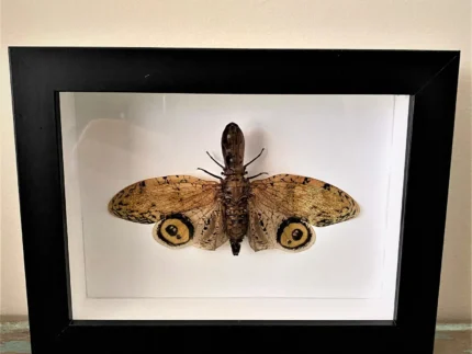 Lantern-Fly-in-a-Black-Frame