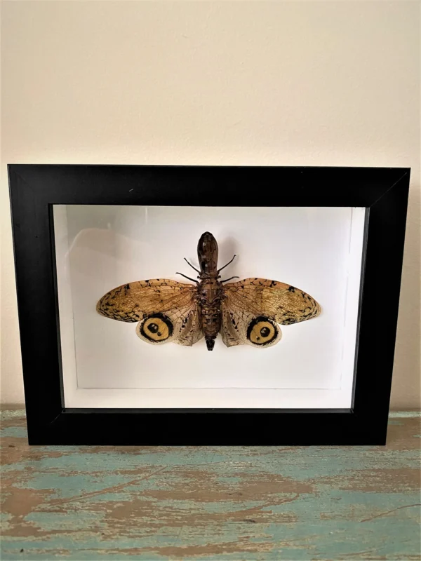 Lantern-Fly-in-a-Black-Frame