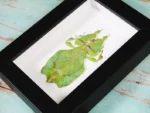 Leaf-Insect-in-a-Frame