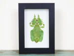 Leaf-Insect-in-a-Frame