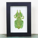 Leaf-Insect-in-a-Frame