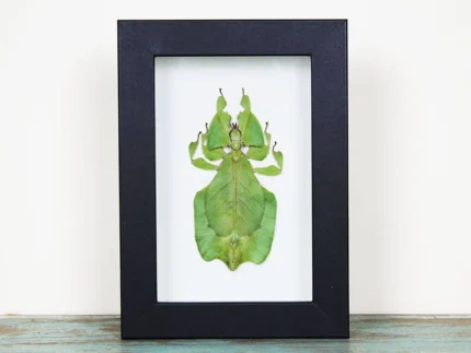 Leaf-Insect-in-a-Frame
