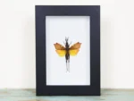 Leaf mimic grasshopper in a frame