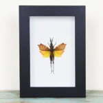 Leaf mimic grasshopper in a frame