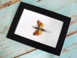 Leaf mimic grasshopper in a frame