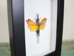 Leaf mimic grasshopper in a frame