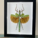 Leopard-Spotted Walking Stick Insect Framed