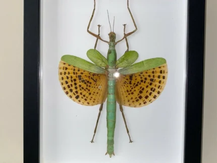 Leopard-Spotted Walking Stick Insect Framed