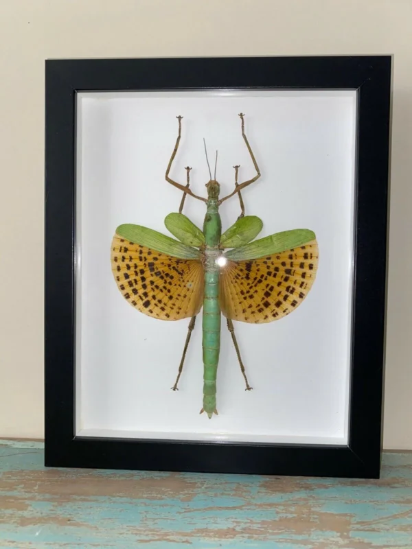 Leopard-Spotted Walking Stick Insect Framed