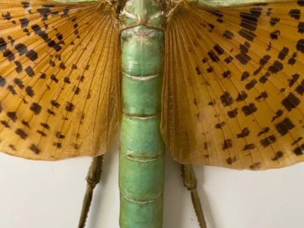 Leopard-Spotted Walking Stick Insect Framed