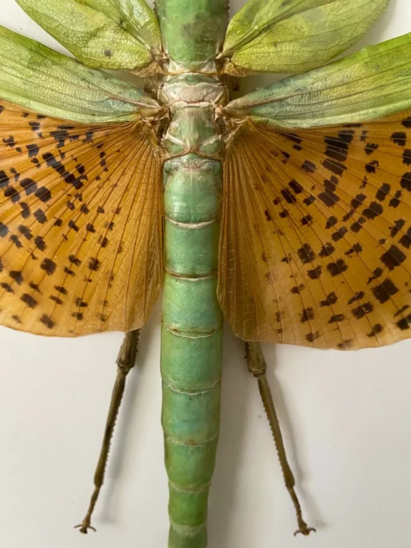 Leopard-Spotted Walking Stick Insect Framed