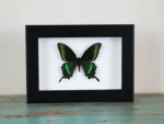 Maackii-butterfly-in-a-frame