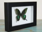 Maackii-butterfly-in-a-frame