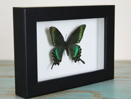 Maackii-butterfly-in-a-frame