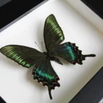 Maackii-butterfly-in-a-frame