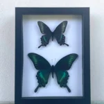Maackii butterfly in a frame
