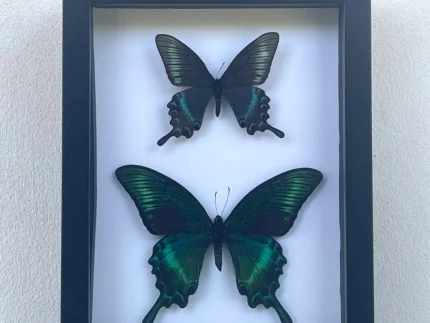 Maackii butterfly in a frame