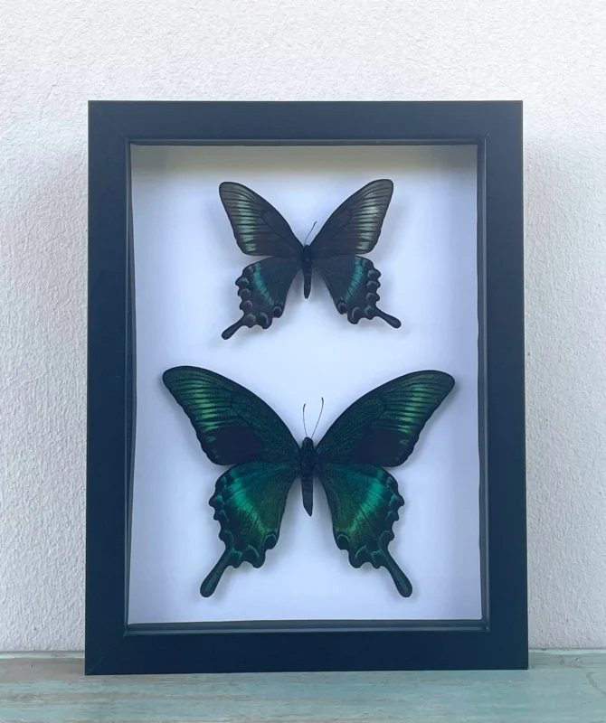 Maackii butterfly in a frame