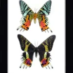 Madagascan Sunset Moth. Framed butterflies