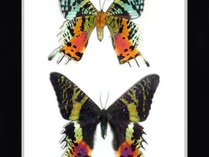 Madagascan Sunset Moth. Framed butterflies