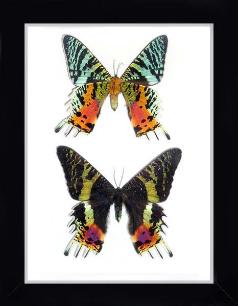 Madagascan Sunset Moth. Framed butterflies