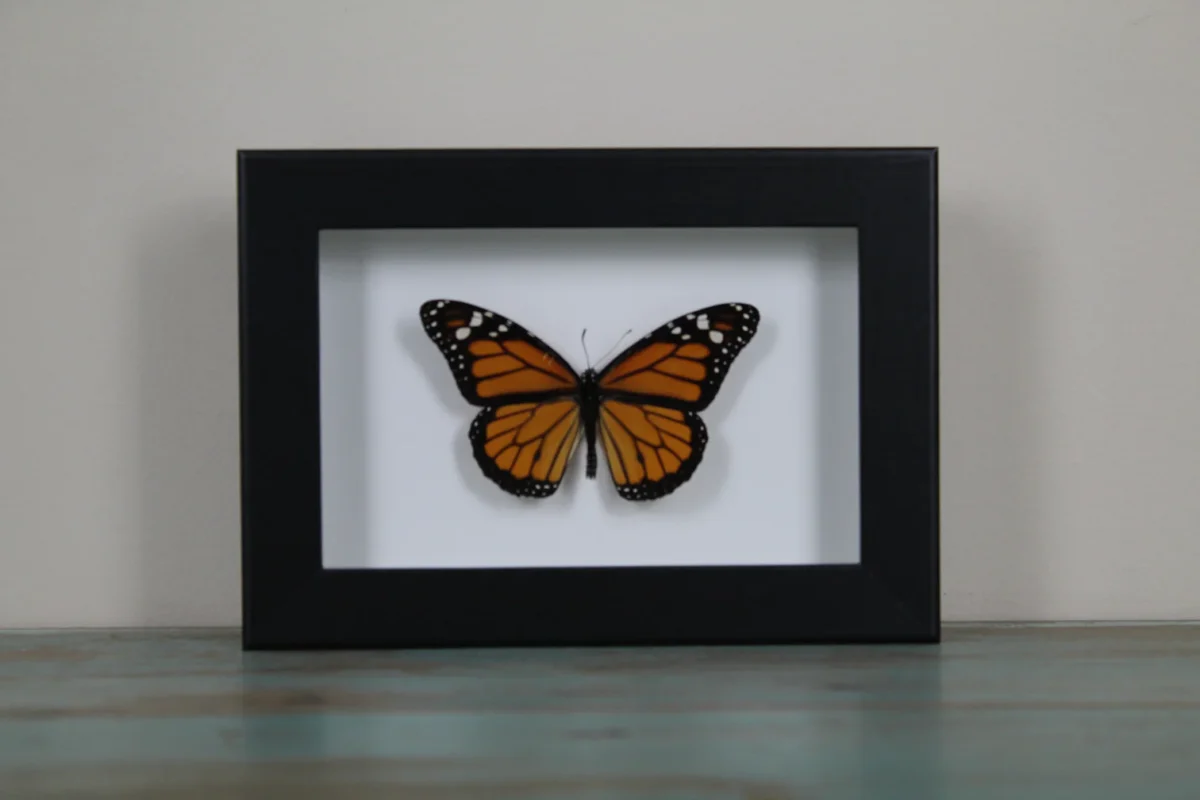 The Iconic Monarch Butterfly