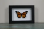 The Iconic Monarch Butterfly