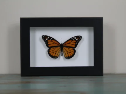 The Iconic Monarch Butterfly