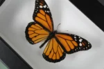 The Iconic Monarch Butterfly