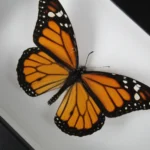 The Iconic Monarch Butterfly