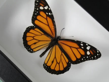 The Iconic Monarch Butterfly