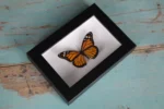 The Iconic Monarch Butterfly
