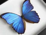 The Shimmering Soul of the Blue Morpho