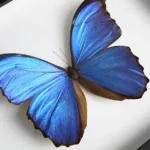 The Shimmering Soul of the Blue Morpho