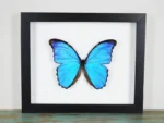 The Shimmering Soul of the Blue Morpho - Image 2
