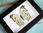 Mother of Pearl Butterfly Framed