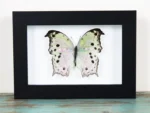 Mother of Pearl Butterfly Framed