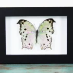 Mother of Pearl Butterfly Framed