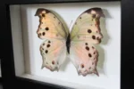 Mother of Pearl Butterfly Framed