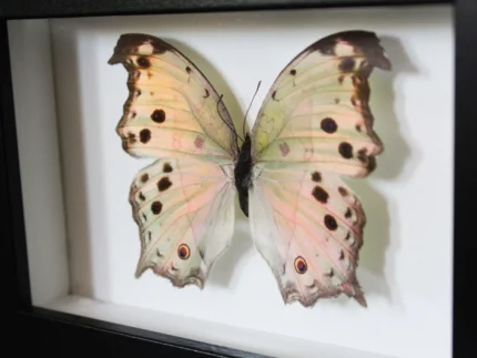 Mother of Pearl Butterfly Framed