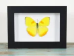 Orange-Barred-Sulphur-Butterfly