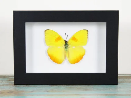 Orange-Barred-Sulphur-Butterfly