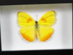 Orange-Barred-Sulphur-Butterfly