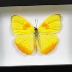 Orange-Barred-Sulphur-Butterfly